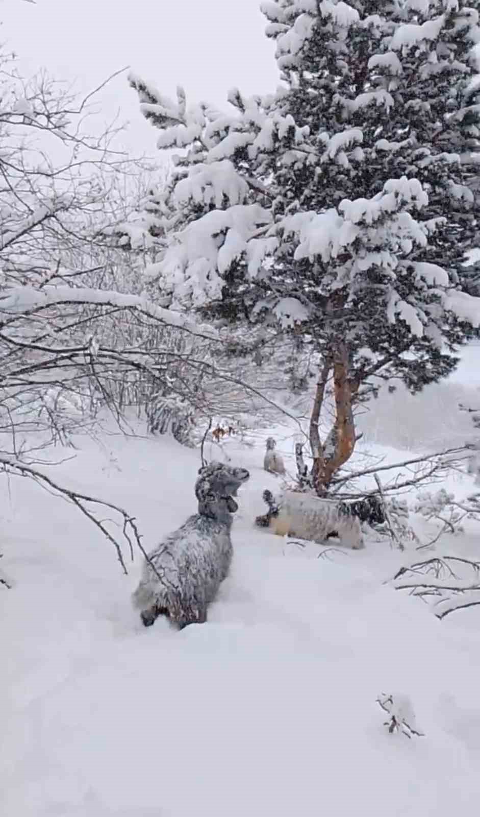Yeni yılın ilk g&uuml;n&uuml;nde yaylada kara yakalanan &ccedil;oban t&uuml;rk&uuml;lerle ısındı
