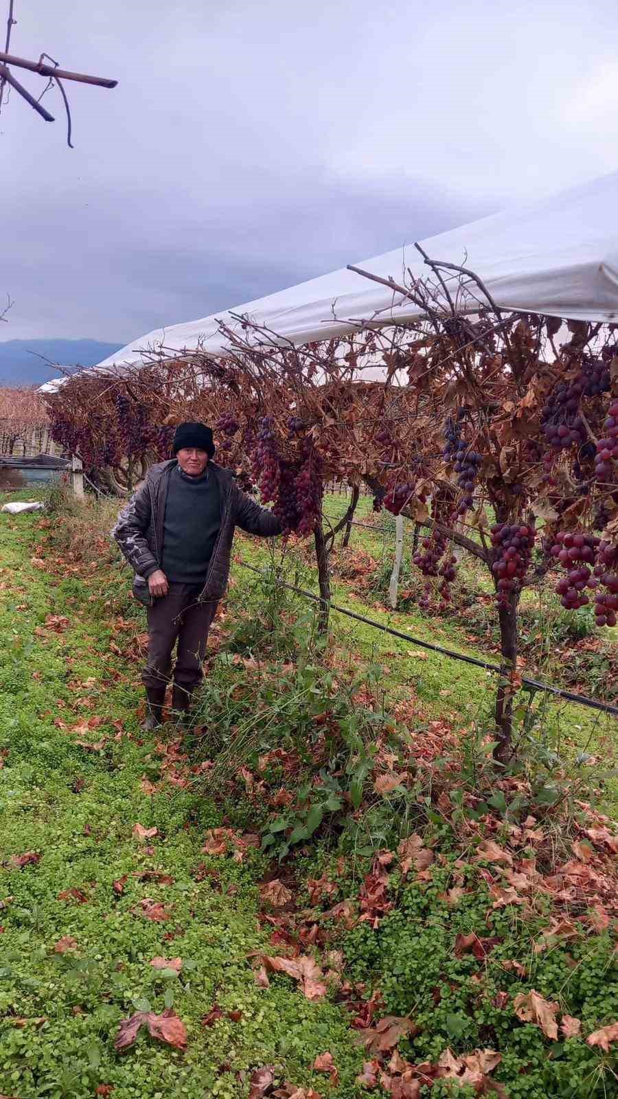 Sarıg&ouml;l&rsquo;de 2025 yılı &uuml;z&uuml;mleri dalında bekletip 2026&rsquo;nın ilk g&uuml;n&uuml; hediye etti
