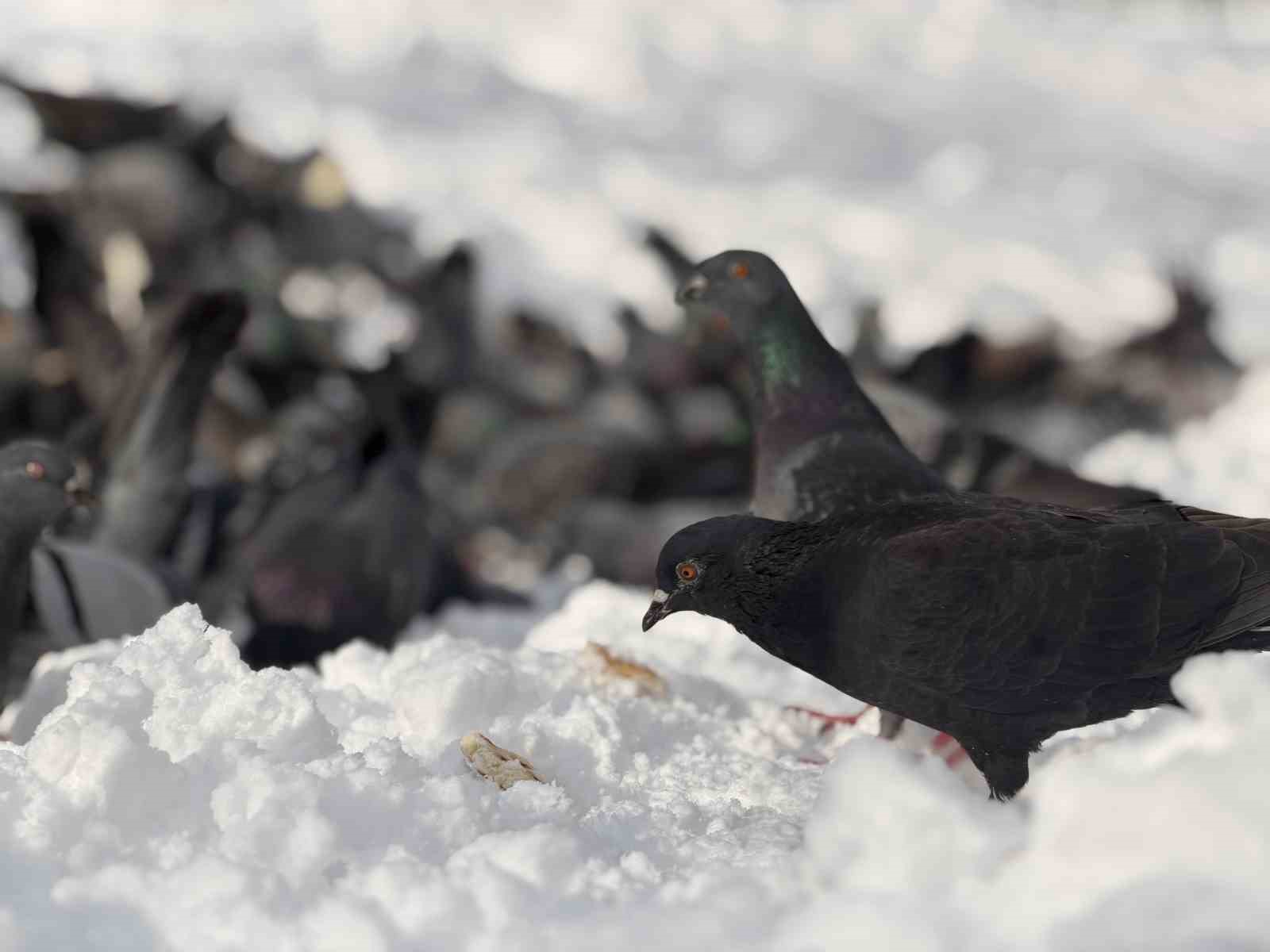 Güvercinleri yemleyen vatandaş yürekleri ısıttı