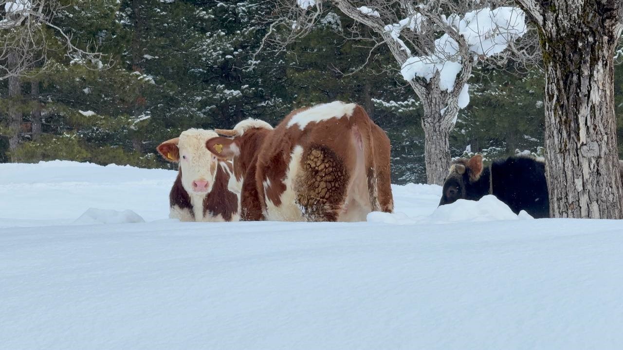 B&uuml;y&uuml;kbaş hayvanların karla imtihanı dronla g&ouml;r&uuml;nt&uuml;lendi
