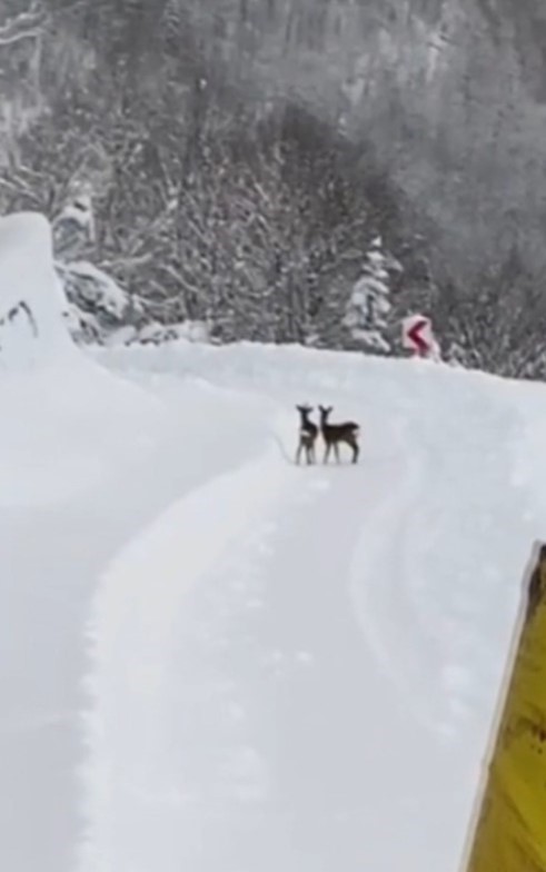 Sinop İl Özel İdaresi ekipleri, karın tadını çıkaran karacalarla karşılaştı