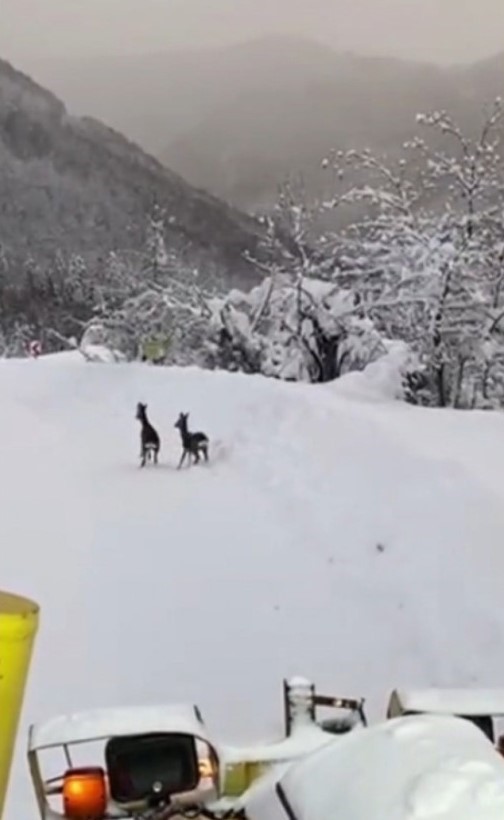 Sinop İl &Ouml;zel İdaresi ekipleri, karın tadını &ccedil;ıkaran karacalarla karşılaştı
