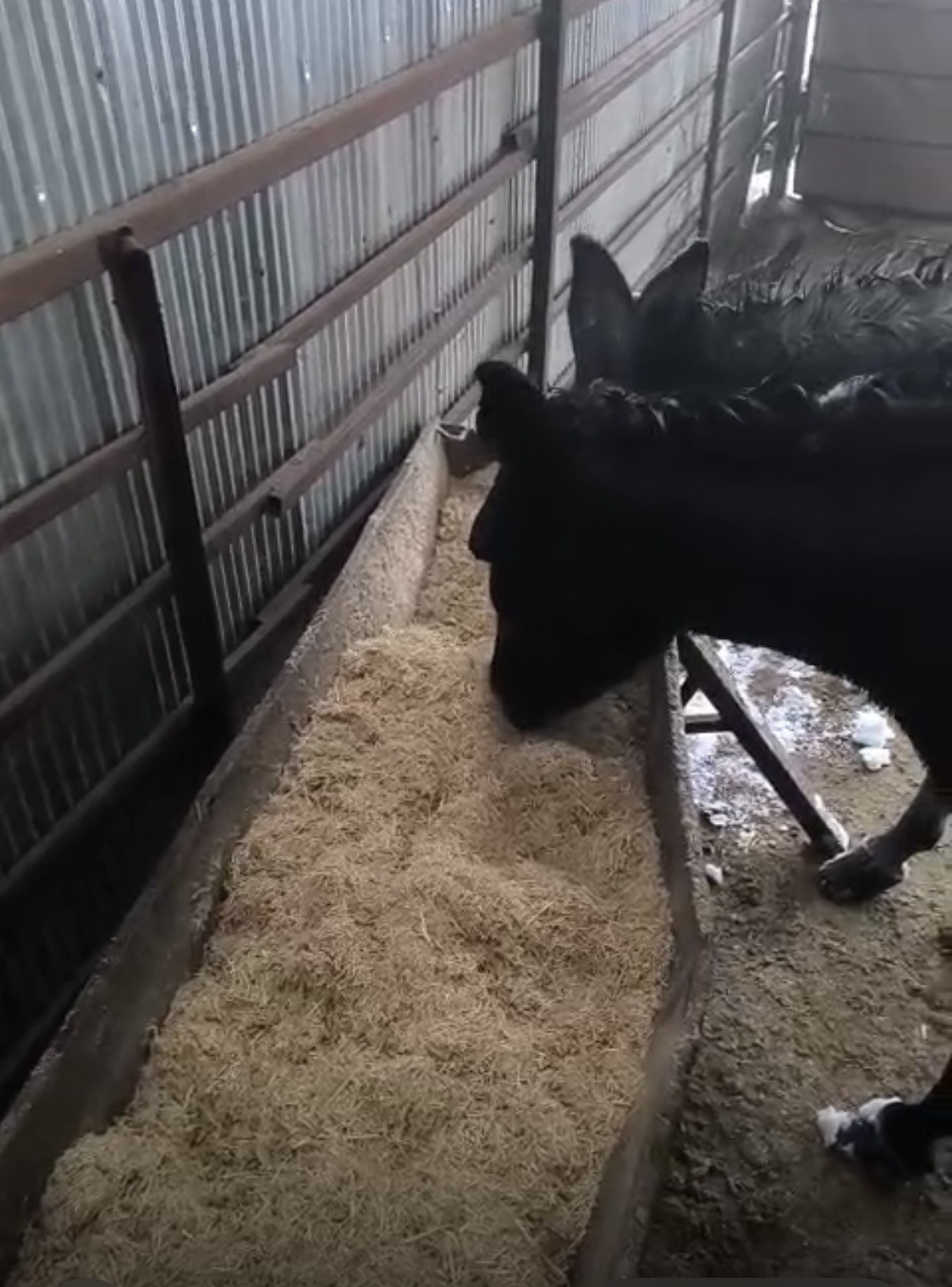 Kar altındaki eşekleri &ccedil;iftliğine g&ouml;t&uuml;r&uuml;p besledi
