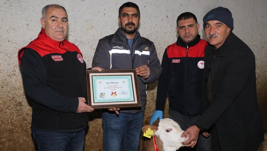 Elazığ&rsquo;da yılın ilk buzağısına "Bereket" adı verildi
