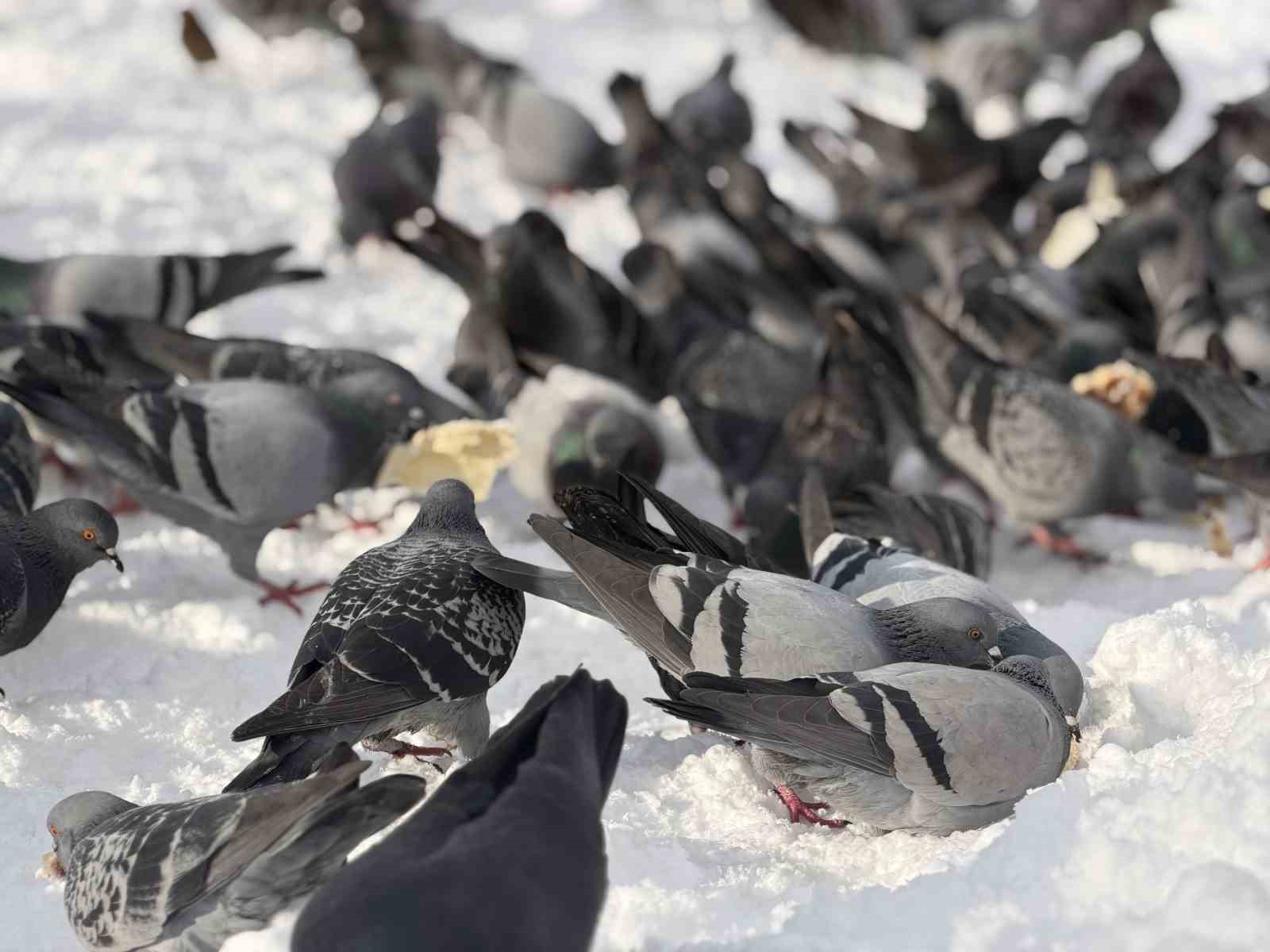 G&uuml;vercinleri yemleyen vatandaş y&uuml;rekleri ısıttı
