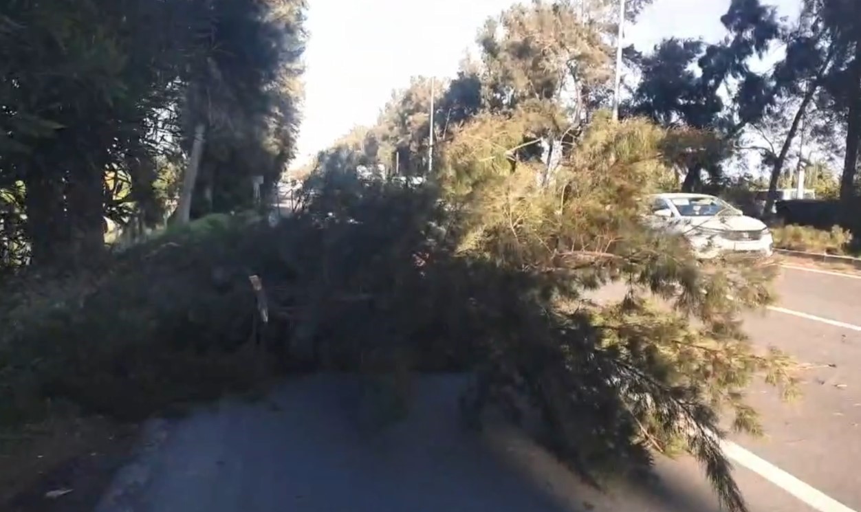 Şiddetli r&uuml;zgarda kırılan ağa&ccedil; yola devrildi
