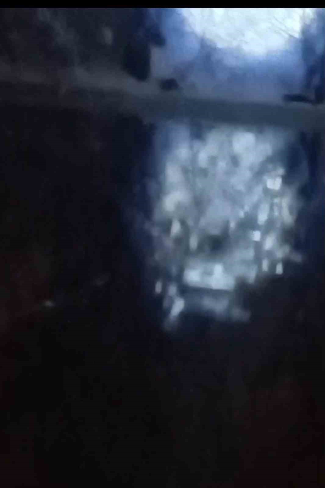 Muş’ta nehir kıyısında su samurları görüntülendi