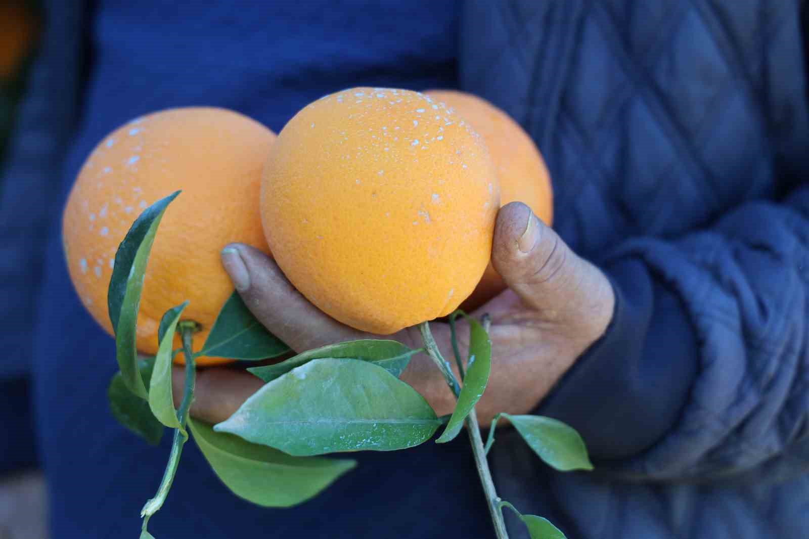 Tescilli Kozan portakalında hasat zamanı: Bah&ccedil;ede kilosu 10 TL
