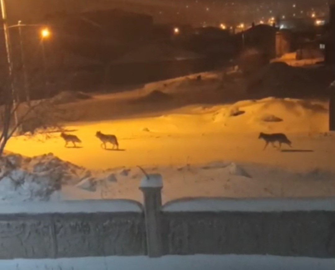 Başkale&rsquo;de a&ccedil; kalan kurtlar il&ccedil;eye indi
