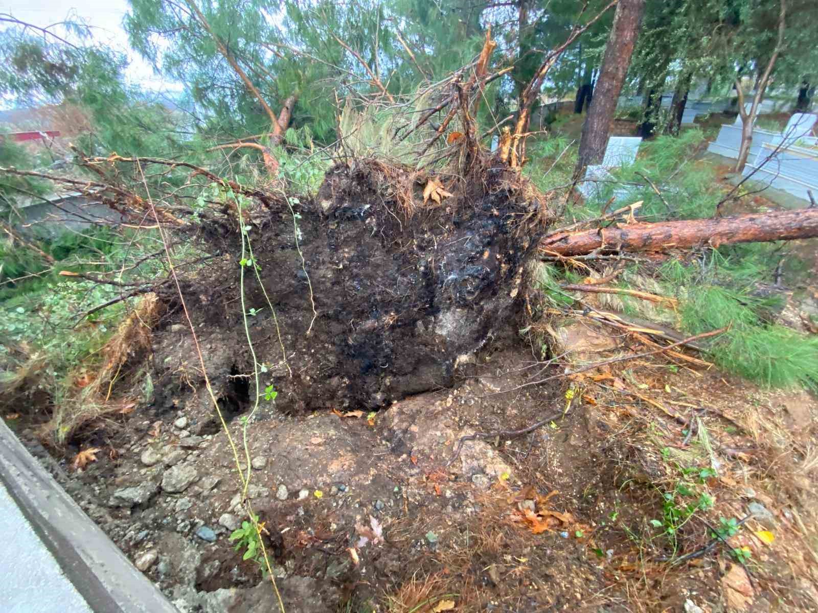 Osmaniye&rsquo;de şiddetli r&uuml;zgar dev ağa&ccedil;ları k&ouml;k&uuml;nden s&ouml;kt&uuml;
