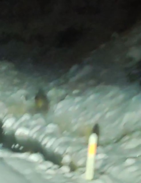 A&ccedil; kalan yaban domuzu kara yoluna indi
