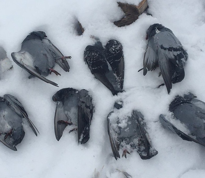 Elazığ&rsquo;da onlarca g&uuml;vercin donarak telef oldu
