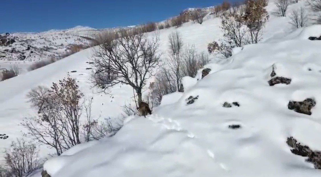 Karlı dağlık alanda yiyecek arayan kurt dronla görüntülendi
