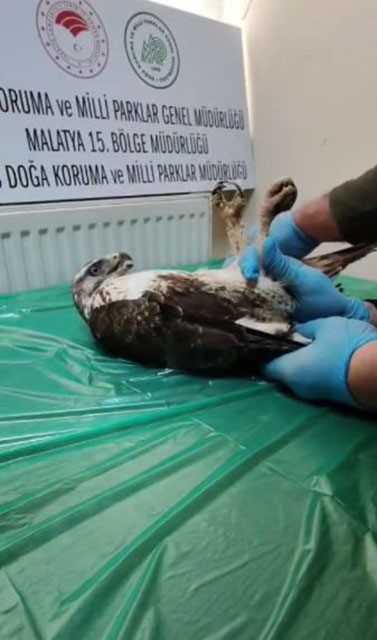 Yaralı bulunan şahin, tedavisinin ardından doğaya salındı
