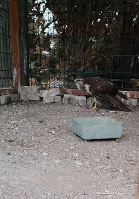 Yaralı bulunan şahin, tedavisinin ardından doğaya salındı
