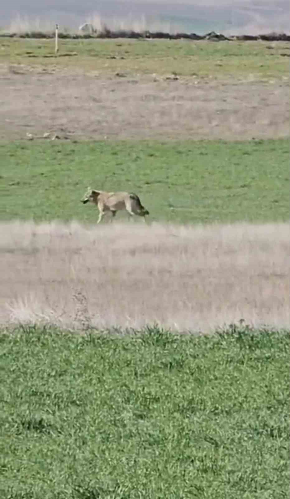 Ankara’da aç kalan kurtlar tarlalara indi