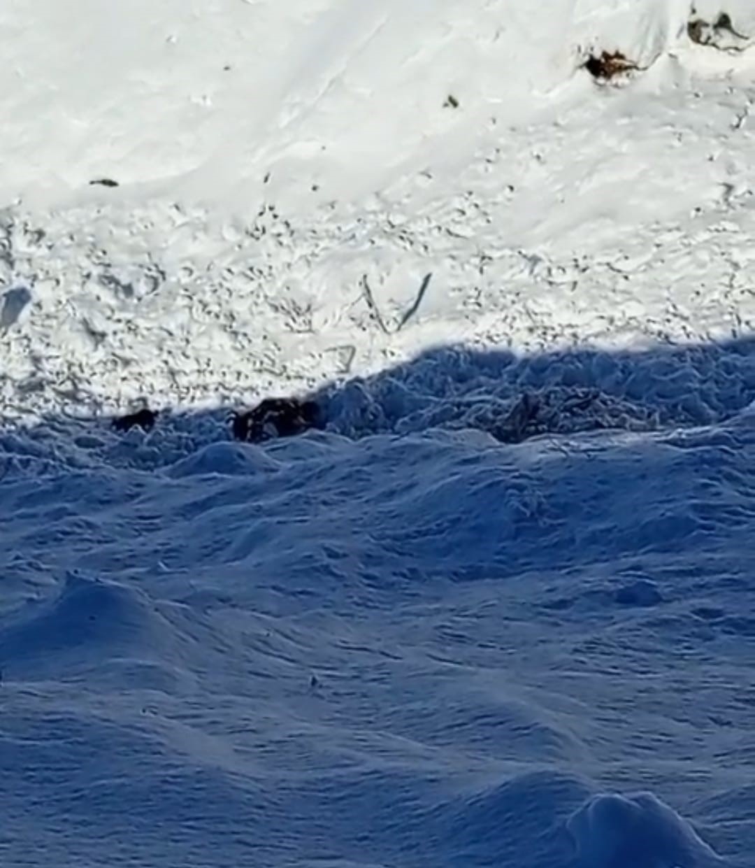 Batman&rsquo;da ağıla &ccedil;ığ d&uuml;şt&uuml;: 45 k&uuml;&ccedil;&uuml;kbaş hayvan telef oldu
