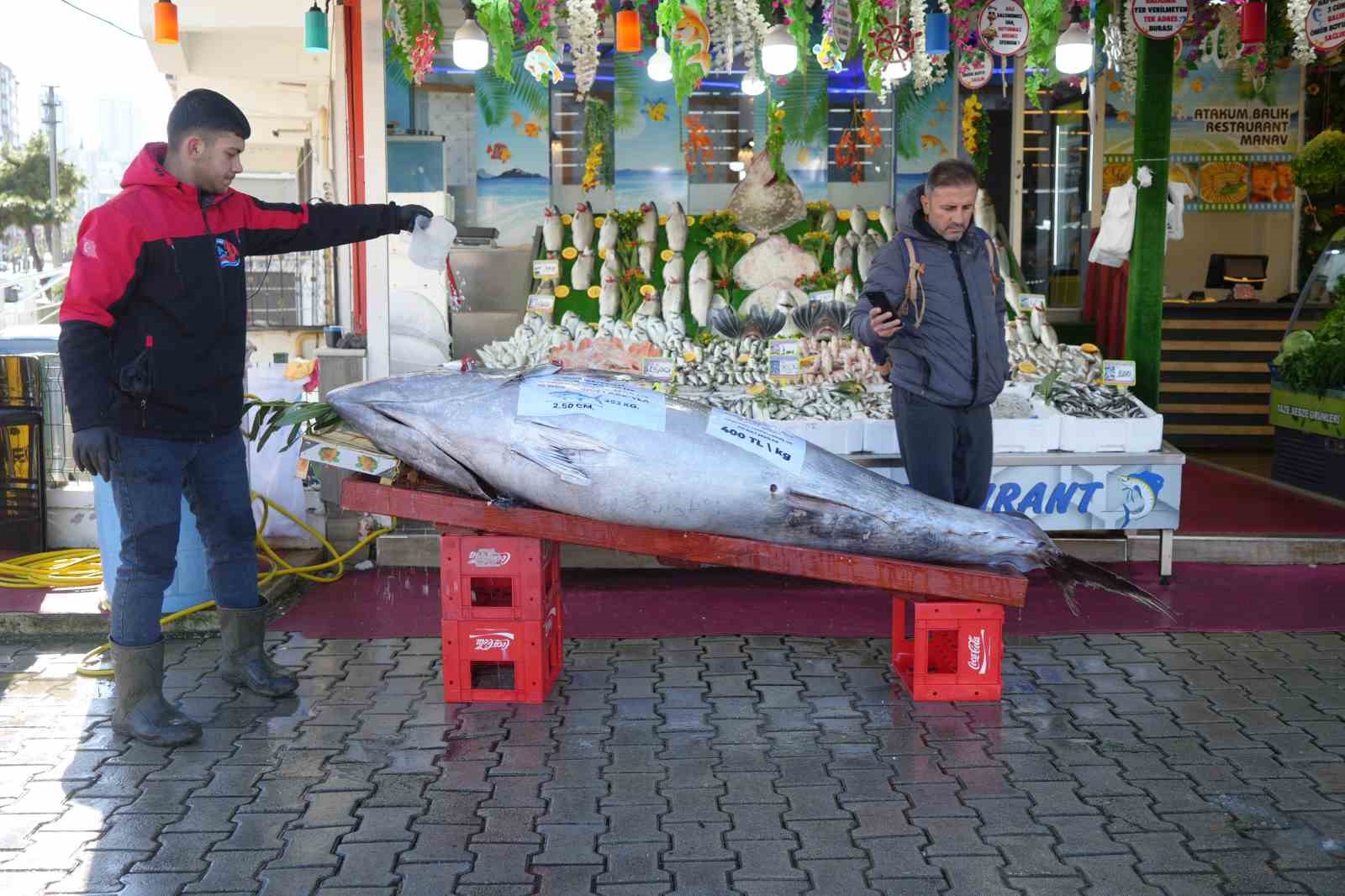Karadeniz’de avlanan 353 kiloluk dev orkinos ilgi odağı oldu
