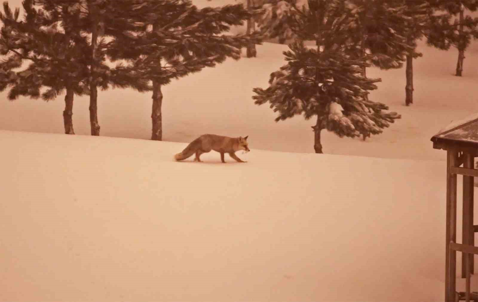 A&ccedil; kalan tilkiler yerleşim yerlerinde g&ouml;r&uuml;lmeye başlandı
