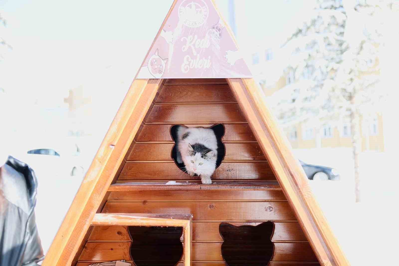 Sivas Belediyesi sokak hayvanlarını unutmadı
