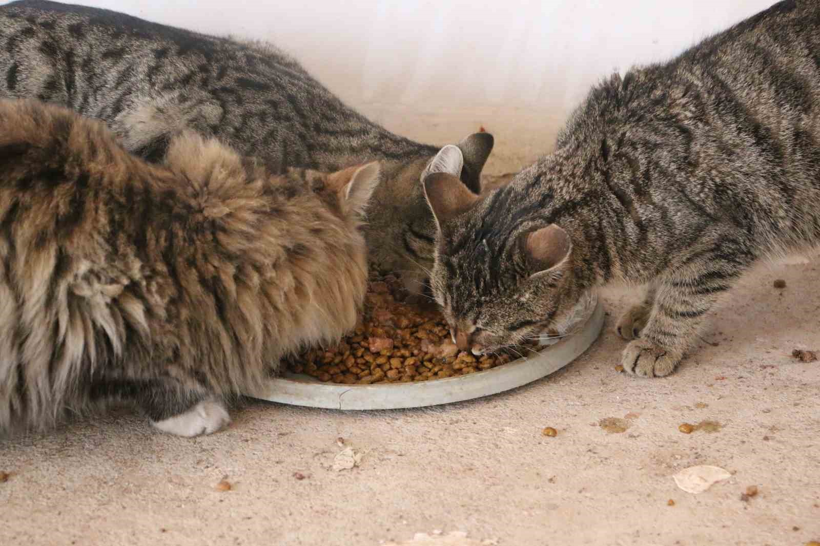 Diyarbakır’da hayvanların sessiz kahramanı