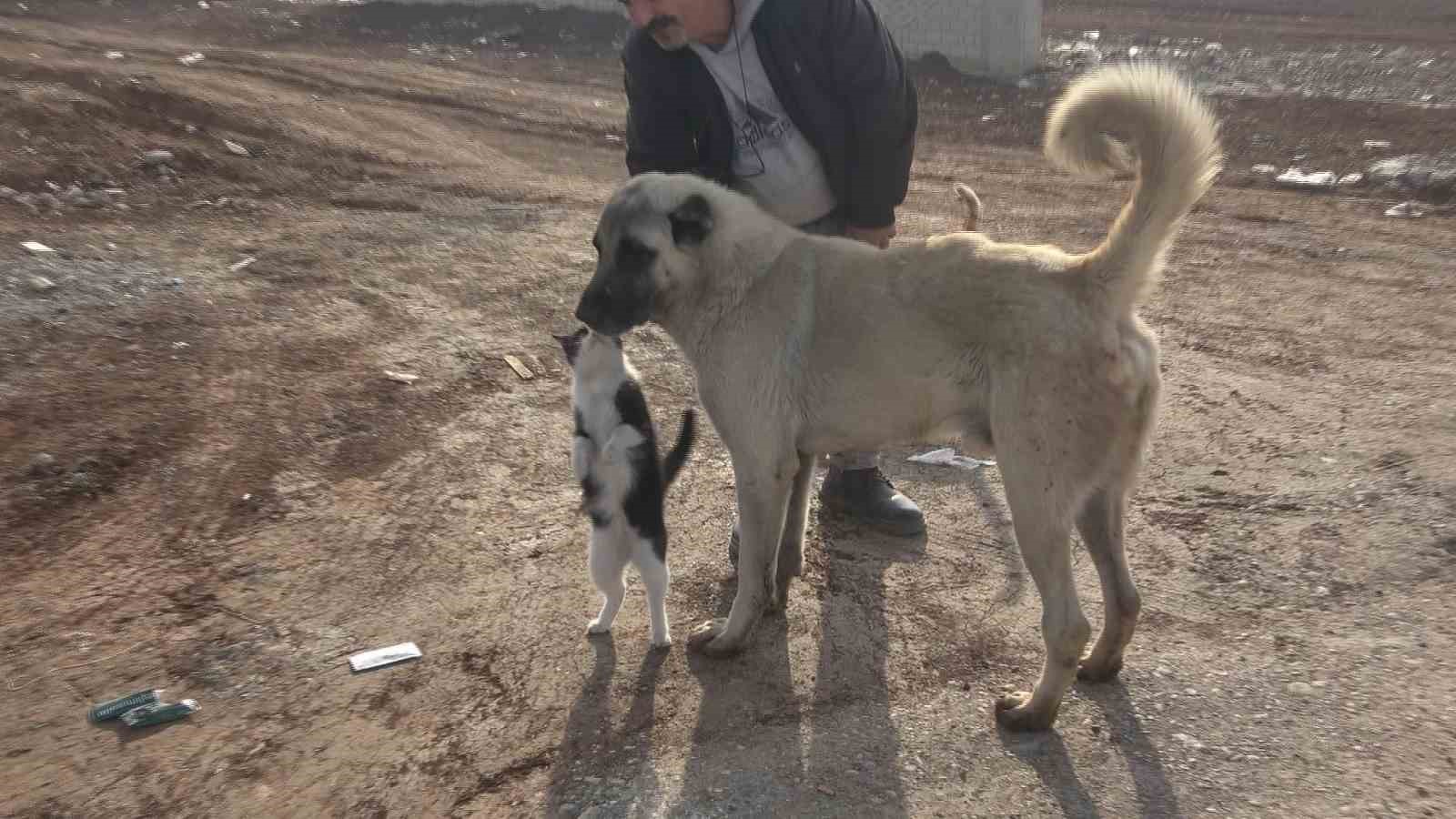 Diyarbakır’da hayvanların sessiz kahramanı