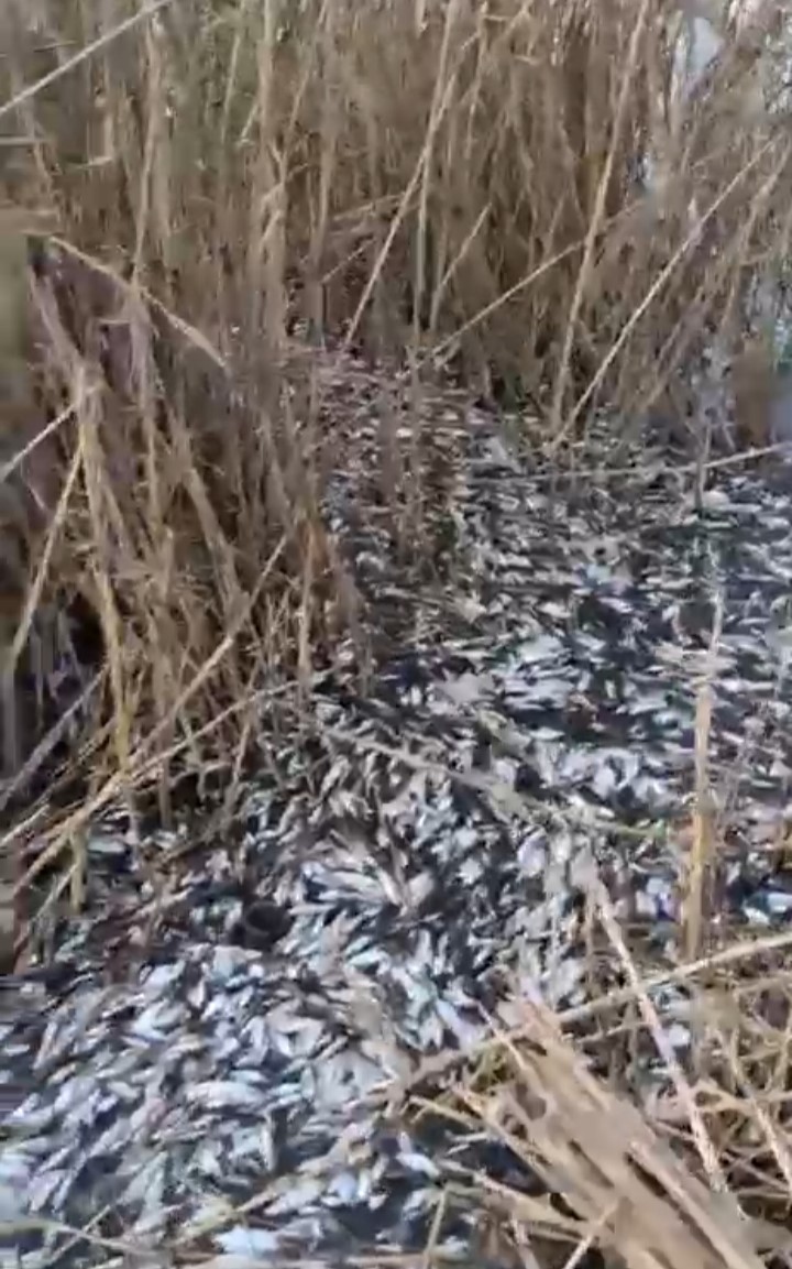 Uluabat Deresi’nde binlerce balık ölü bulundu