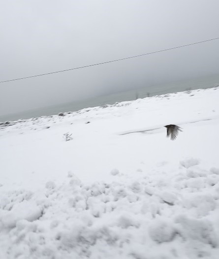 Donmak &uuml;zere olan kuşu aracına alarak ısıttı
