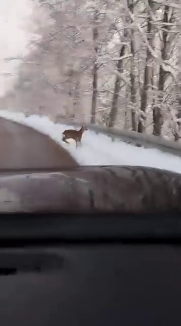 Beyaz örtü üzerinde tatlı karşılaşma: Karaca yola indi