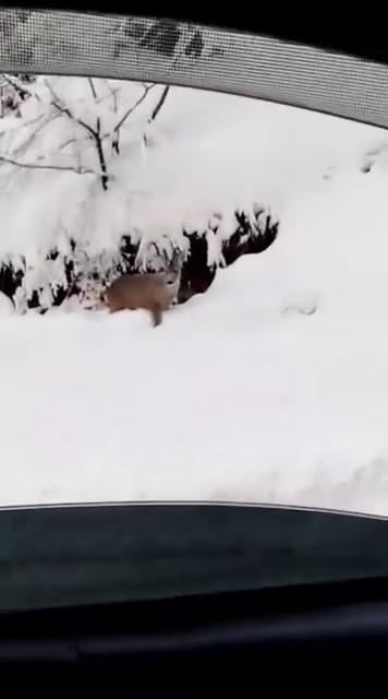 Beyaz &ouml;rt&uuml; &uuml;zerinde tatlı karşılaşma: Karaca yola indi
