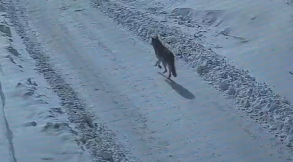 Tatvan&rsquo;da g&uuml;nd&uuml;z vakti kurt g&ouml;r&uuml;ld&uuml;
