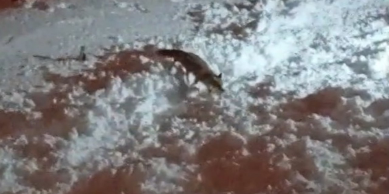 Hakkari’de aç kalan tilkiler şehirde yiyecek aradı