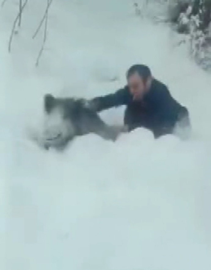 Sinop&rsquo;ta bir vatandaş yaban domuzu s&uuml;r&uuml;s&uuml;ne dalıp eliyle yakaladı
