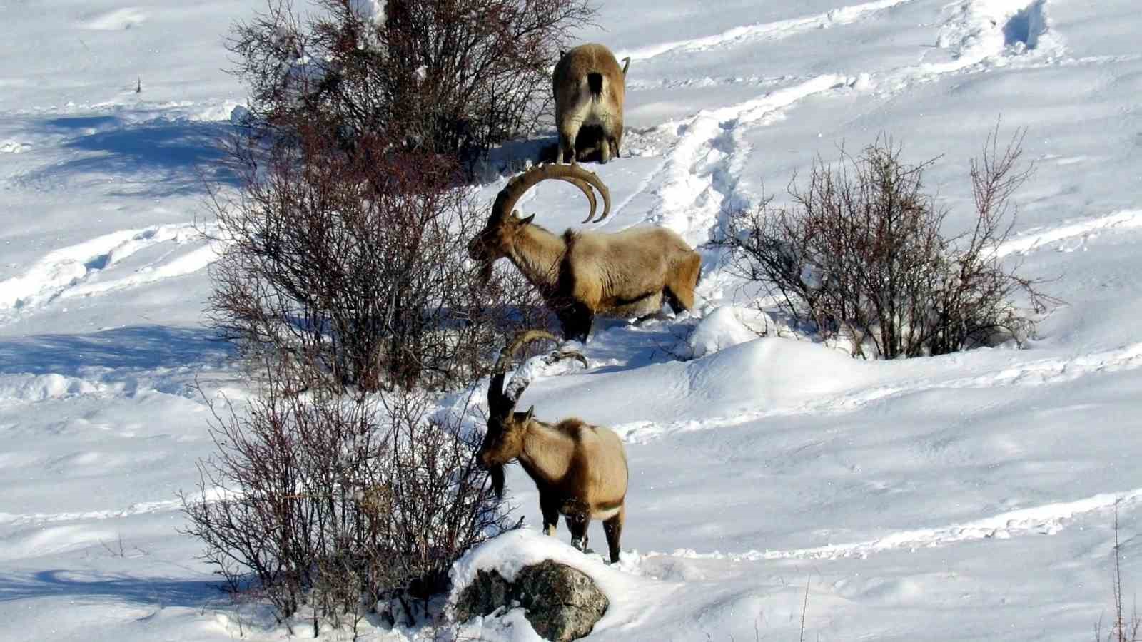 Niğde&rsquo;de yaban ke&ccedil;isi sayısı artış g&ouml;sterdi
