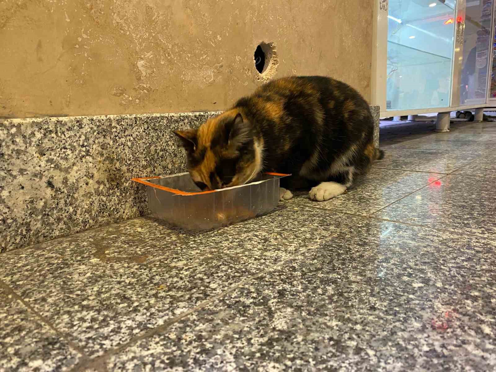 Soğuktan &uuml;ş&uuml;yen sokak kedileri tren garına ısındı
