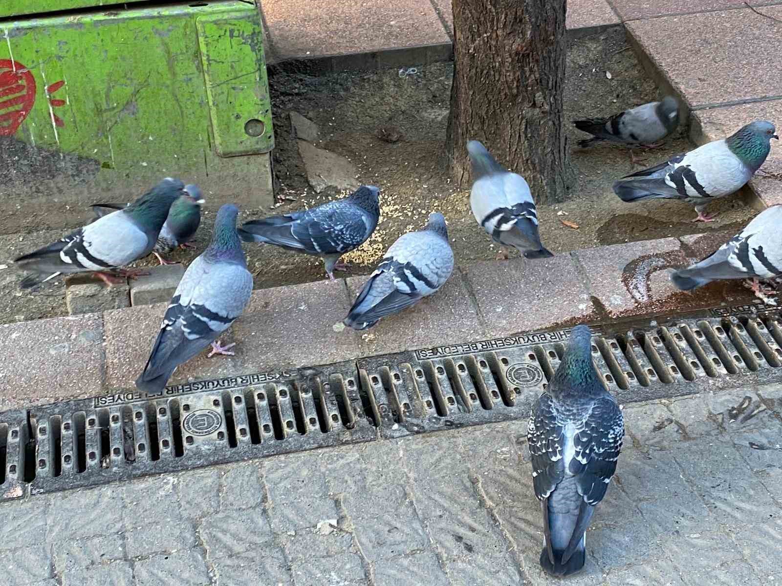 Dondurucu soğuk sokak hayvanlarının yaşamını zorlaştırdı
