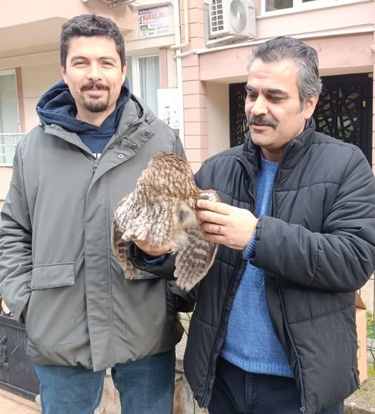 Burhaniye de soğuk hava yaban hayvanlarını da olumsuz etkiledi
