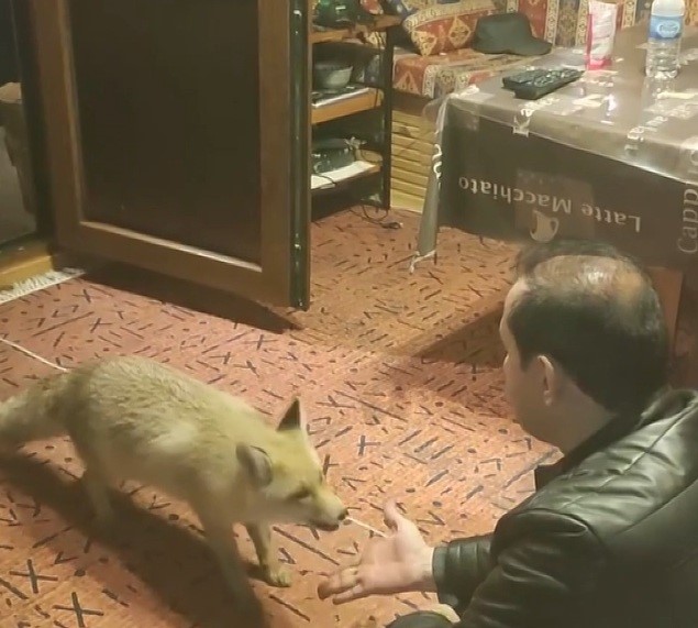 Erzincan’da ilginç dostluk: Tilkiyi evinde eliyle besliyor