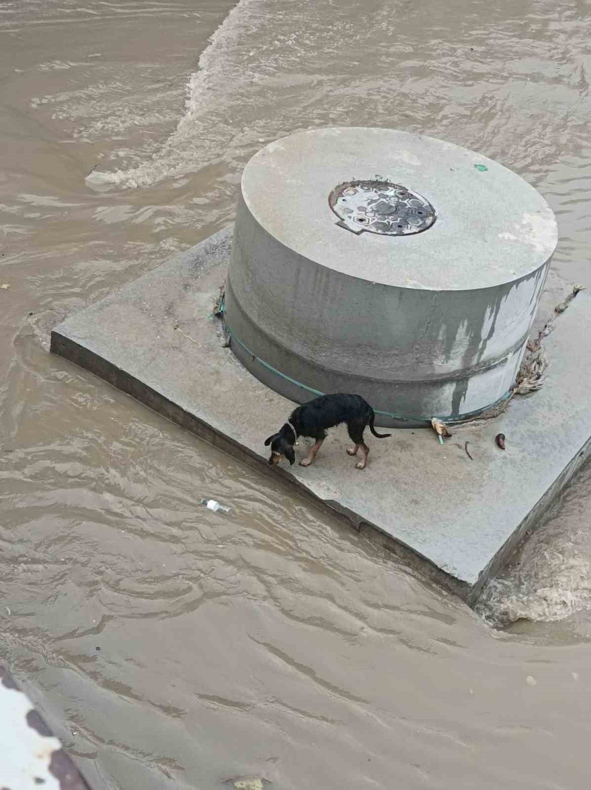 Dereye d&uuml;şen k&ouml;pek itfaiye tarafından kurtarıldı
