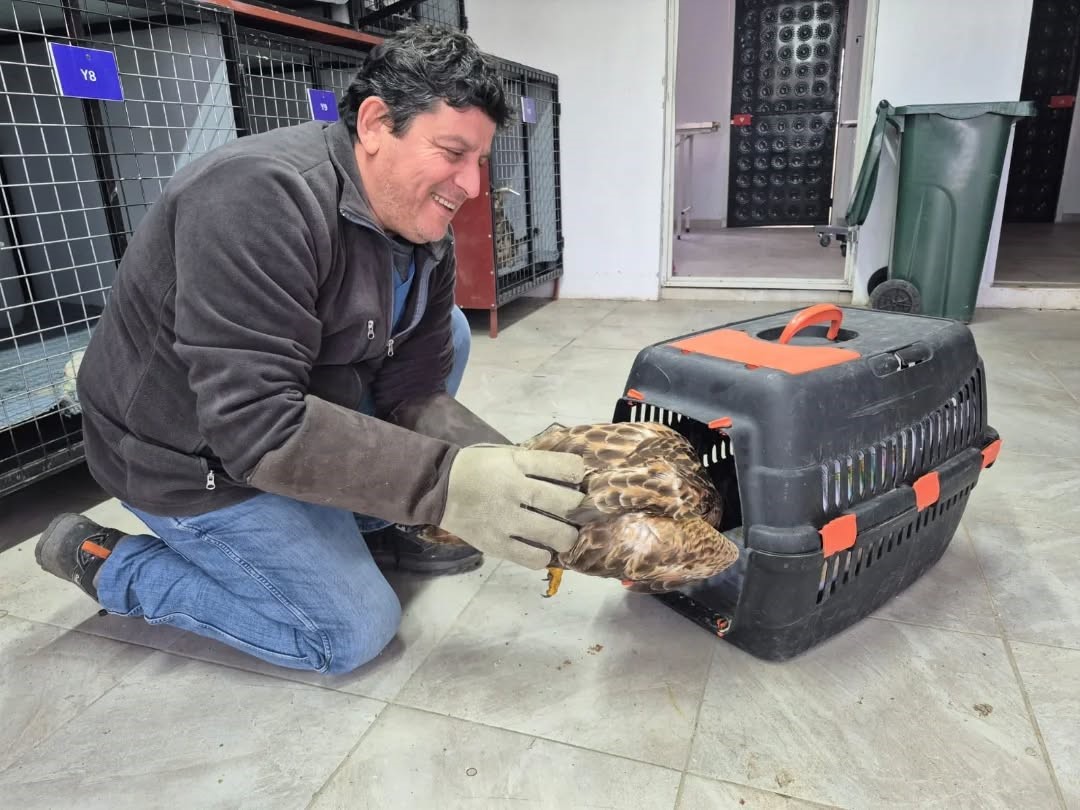 Germencik’te belediyenin ihbar hattı yaban hayvanlarına da umut oluyor