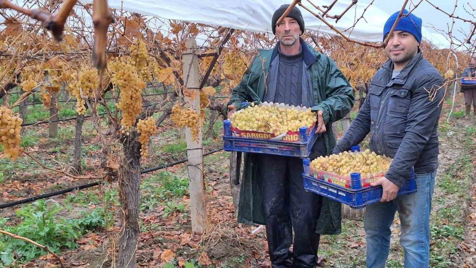 Sarıg&ouml;l&rsquo;de &uuml;z&uuml;m hasadında sona gelindi
