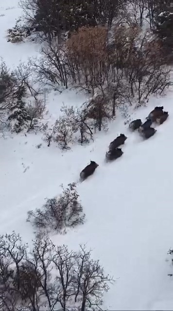 Elazığ’da domuz sürüsü dron ile görüntülendi