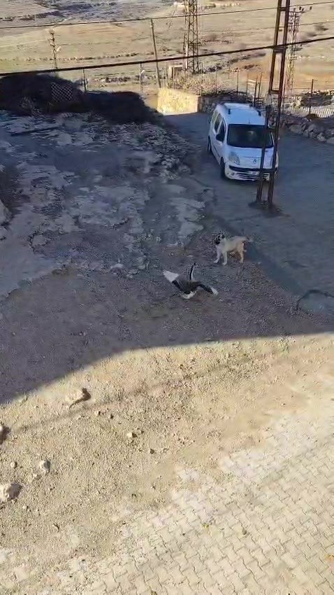 Gerc&uuml;ş&rsquo;te k&ouml;pek ile kazın kavgası kameraya yansıdı
