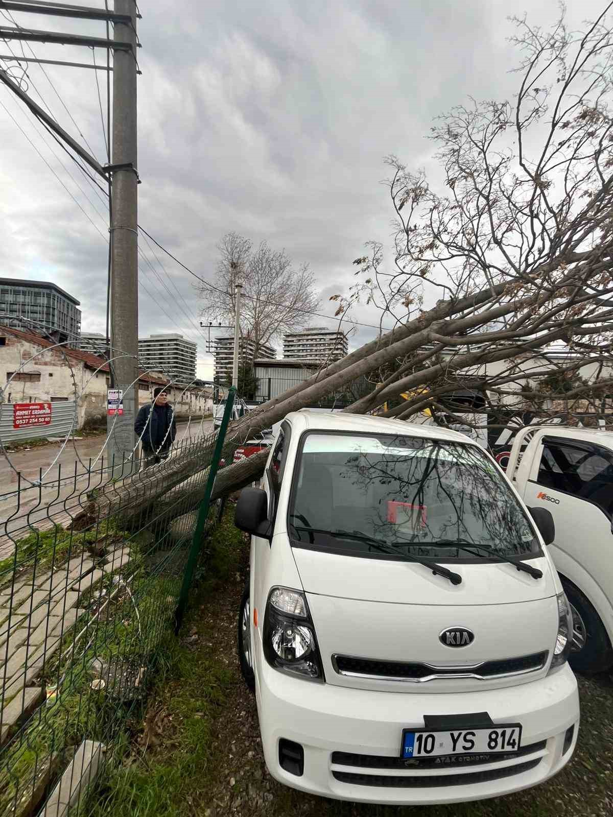 Şiddetli lodosun devirdiği ağa&ccedil;lara anında m&uuml;dahale

