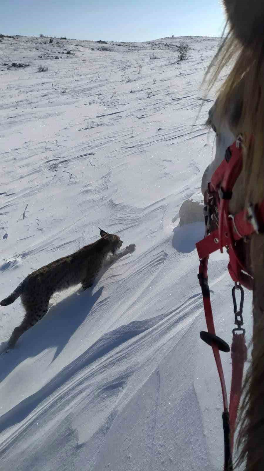 Karlıova&rsquo;da nesli t&uuml;kenme tehlikesi altındaki vaşak g&ouml;r&uuml;nt&uuml;lendi
