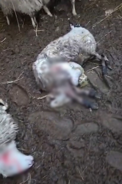 Menteşe&rsquo;de kurdun saldırdığı 3 koyun telef oldu
