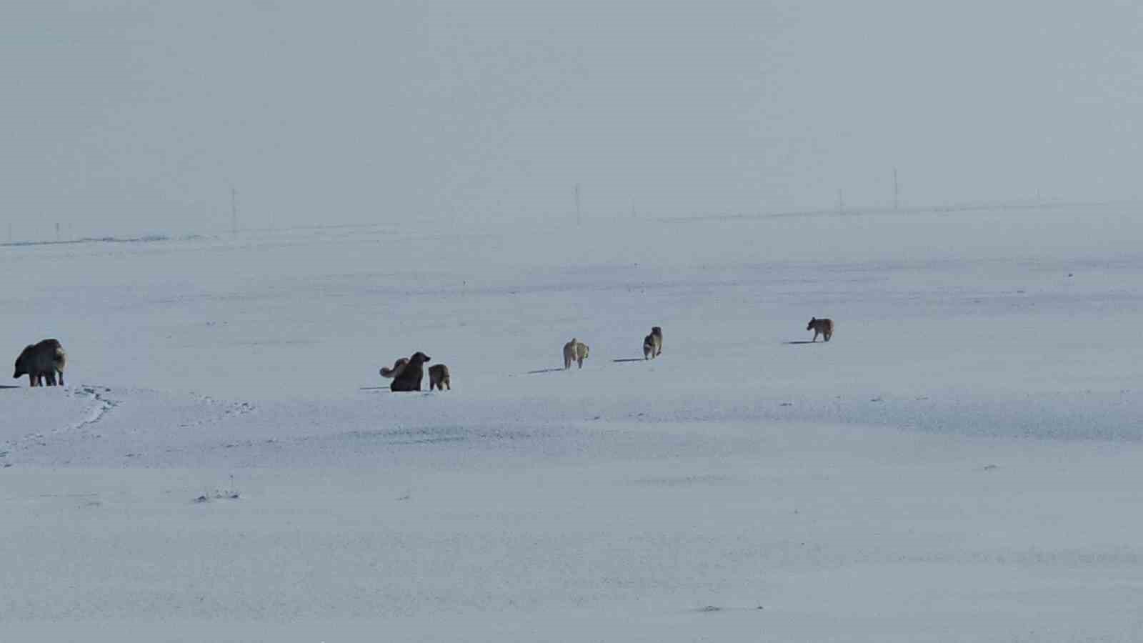 Adilcevaz&rsquo;da başıboş sokak k&ouml;pekleri korku sa&ccedil;ıyor
