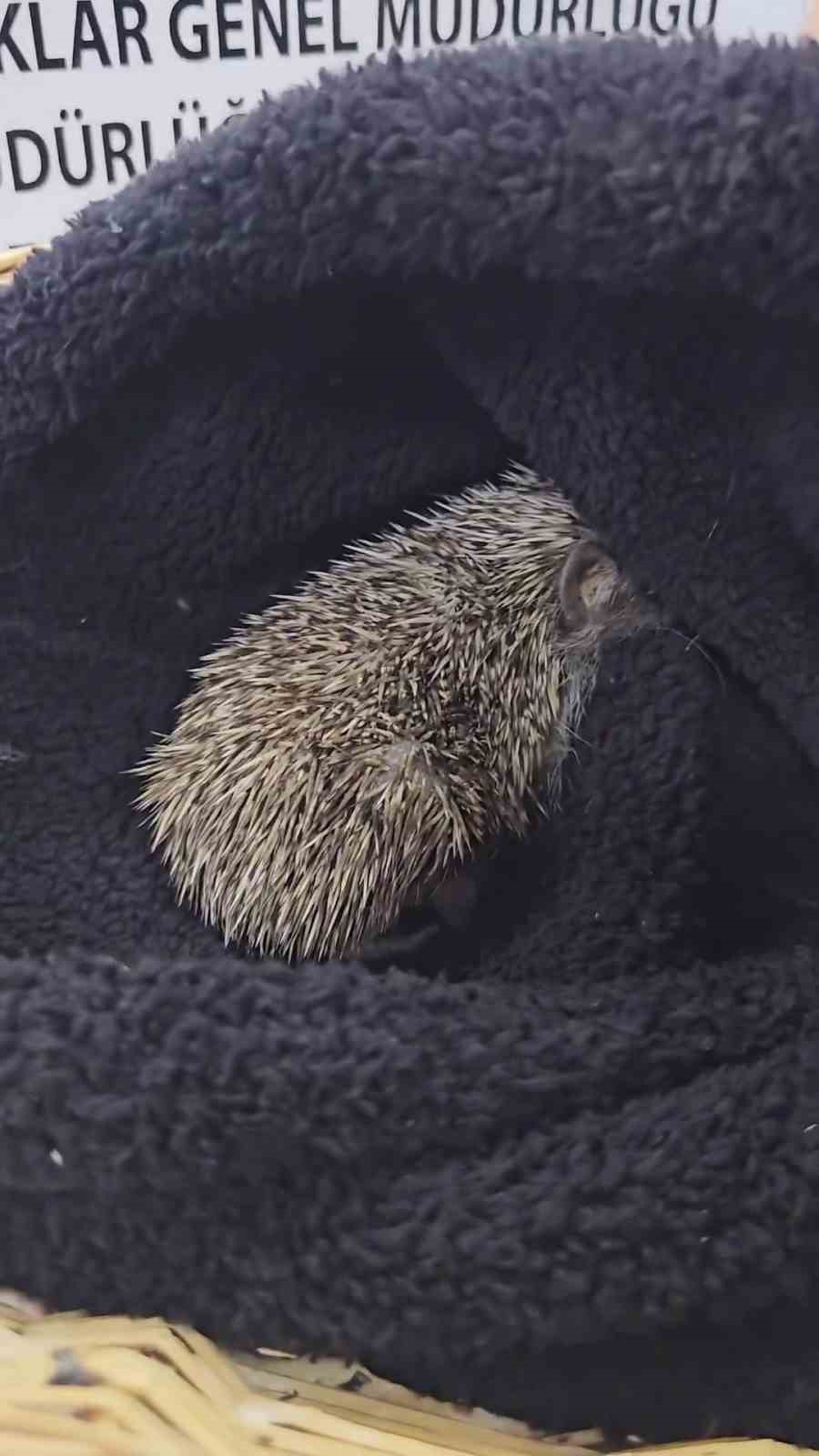 &Ccedil;anakkale&rsquo;de tedavisi tamamlanan kirpi doğaya salındı
