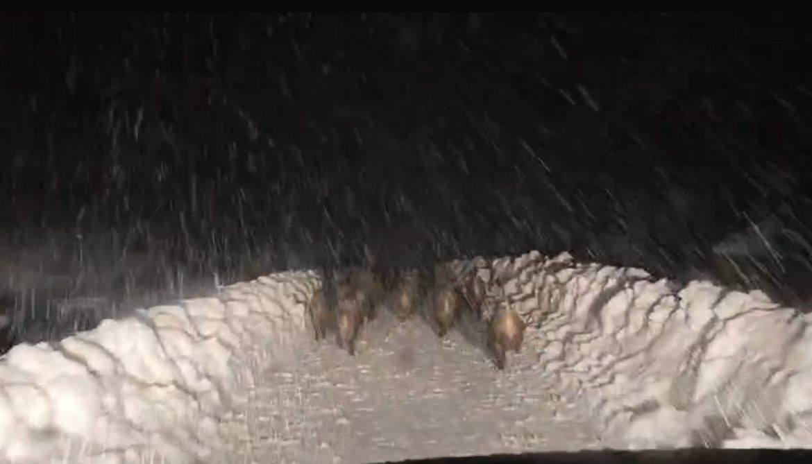 Domuz sürüsü yol açma çalışması yapan ekibin önünde ilerledi