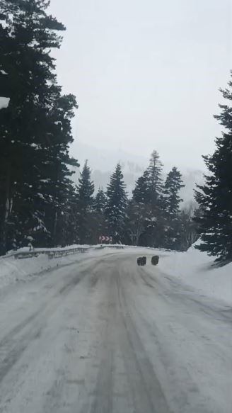 Artvin&rsquo;de kış uykusuna yatmayan 4 boz ayı kamerada

